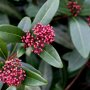 Skimmia japonica 'Rubella' knoppen