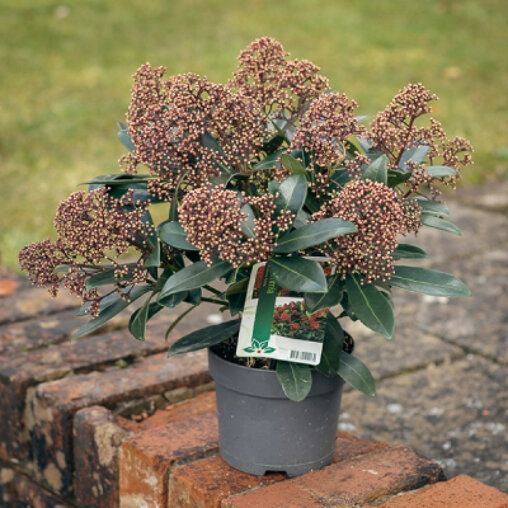 Skimmia japonica 'Rubella'