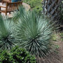 Snavelvormige Yucca