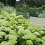 Hydrangea arborescens 'Annabelle', sneeuwbal hortensia