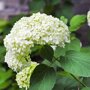 Sneeuwbal hortensia in de tuin