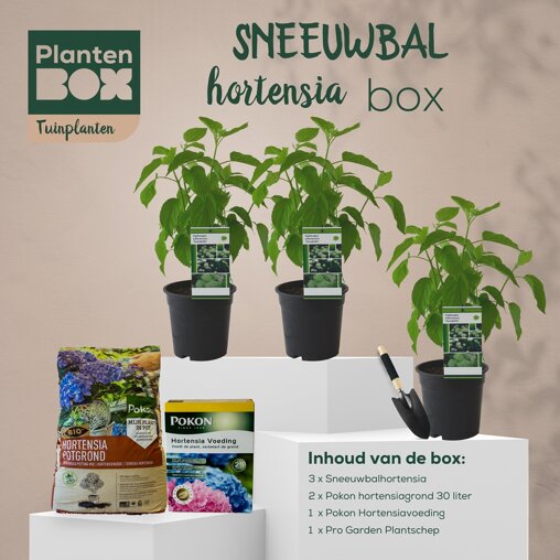Sneeuwbal hortensiabox