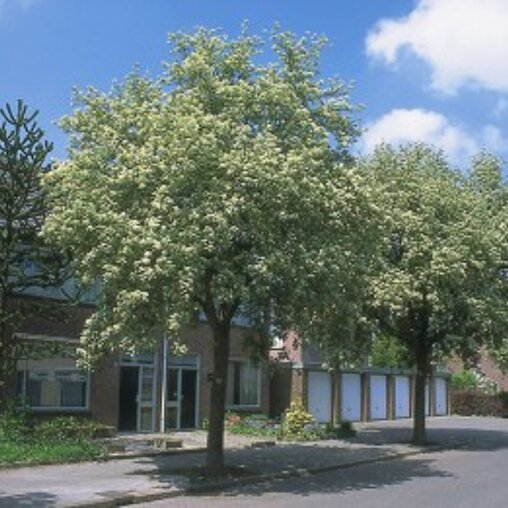 Sorbus aria 'Magnifica'