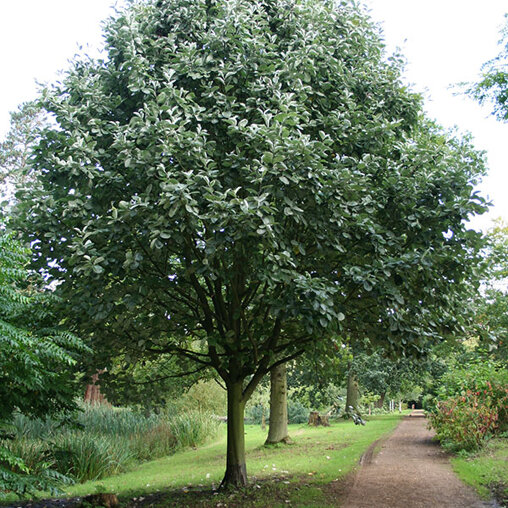 Sorbus aria 'Lutescens'