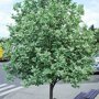Sorbus aria 'Lutescens'