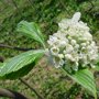 Sorbus aria 'Magnifica'