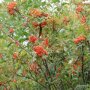 Sorbus aucuparia