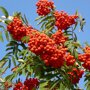 Sorbus aucuparia bessen