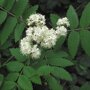 Sorbus aucuparia bloemen