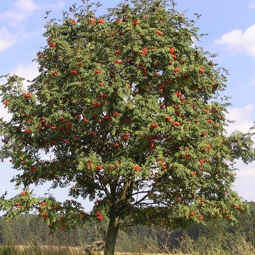 Sorbus aucuparia 'Edulis'