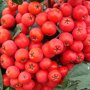 Sorbus aucuparia 'Edulis'