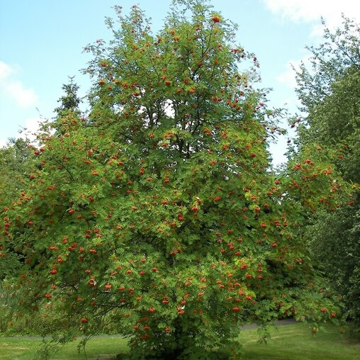 Sorbus aucuparia