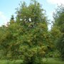 Sorbus aucuparia