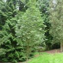 Sorbus aucuparia 'Sheerwater Seedling'
