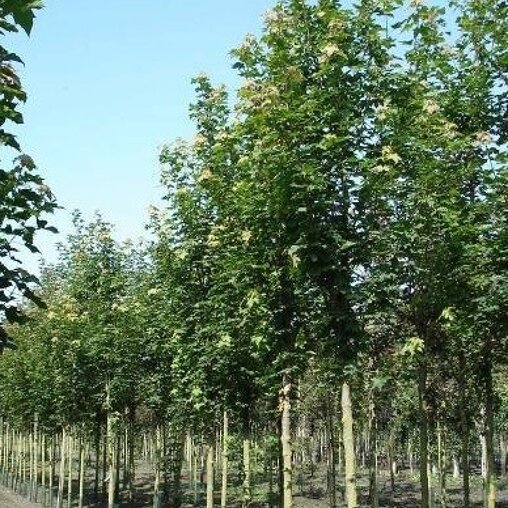 Sorbus intermedia 'Brouwers'