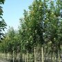 Sorbus intermedia 'Brouwers'