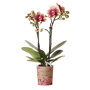 Spain orchidee geel rood