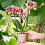 Spain orchidee geel rood