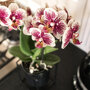Spain orchidee geel rood