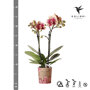 Spain orchidee geel rood