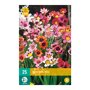 Zigeunerbloem bollen Sparaxis Mix (zakje van 25 stuks)