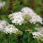 Spiraea japonica 'Albiflora'