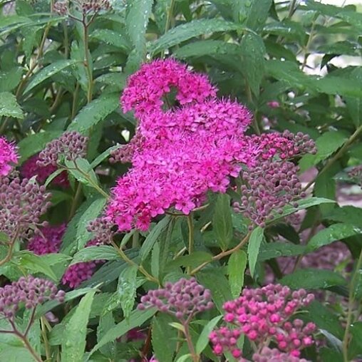 Spiraea japonica 'Anthony Waterer'