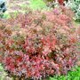 Spiraea japonica 'Little Princess' solitair in herfst