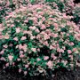 Spiraea japonica 'Little Princess' solitair