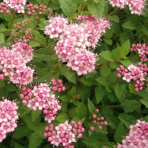 Spiraea japonica 'Little Princess'