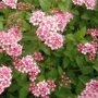 Spiraea japonica 'Little Princess'