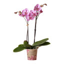 Spotty pink Melody orchidee roze