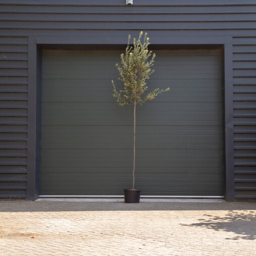 Steeneik 8-10 cm stamomtrek - totaalhoogte 250 - 300 cm