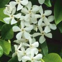 Trachelospermum jasminoides (Sterjasmijn)
