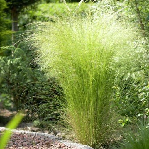 Stipa tenuissima 'Ponytails' solitair