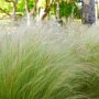 Stipa tenuissima 'Ponytails' rand border