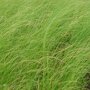 Stipa tenuissima 'Ponytails'