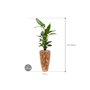 Strelitzia nicolai in Baq Facets Jenga afmeting