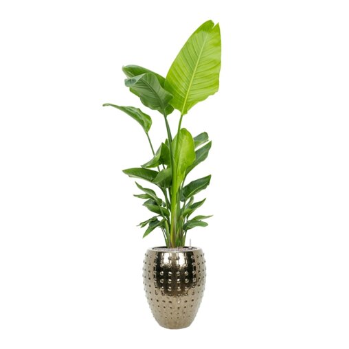 Strelitzia nicolai in Laos Emperor Gold