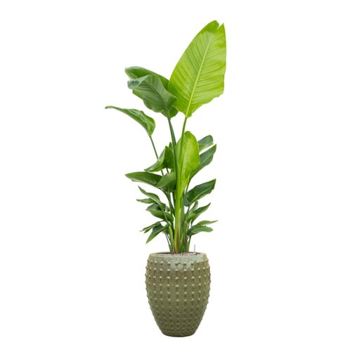 Strelitzia nicolai in Laos Emperor Green