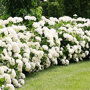 Hydrangea 'Strong Annabelle'