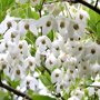 Styrax japonicus