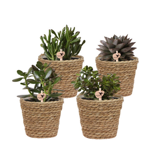 Succulenten mix van 4 planten in rieten mand