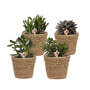 Succulenten mix van 4 planten in rieten mand
