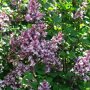 Syringa meyeri 'Palibin'