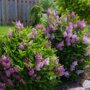 Syringa meyeri 'Palibin'