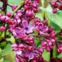 Syringa vulgaris 'Andenken an Ludwig Spath'