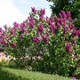 Syringa vulgaris 'Andenken an Ludwig Spath' solitair