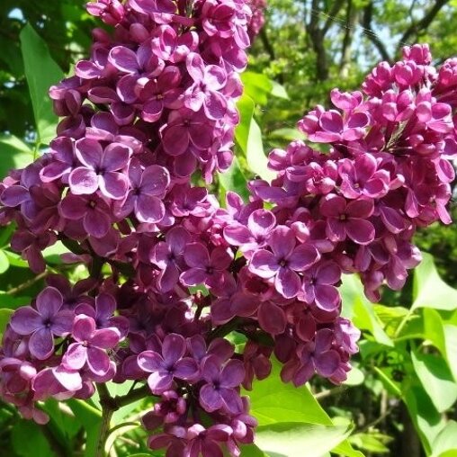 Syringa vulgaris 'Andenken an Ludwig Spath'