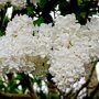 Syringa vulgaris 'Mme Lemoine' bloemen